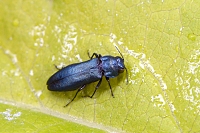 Agrilus cyanescens 6-2021 7858